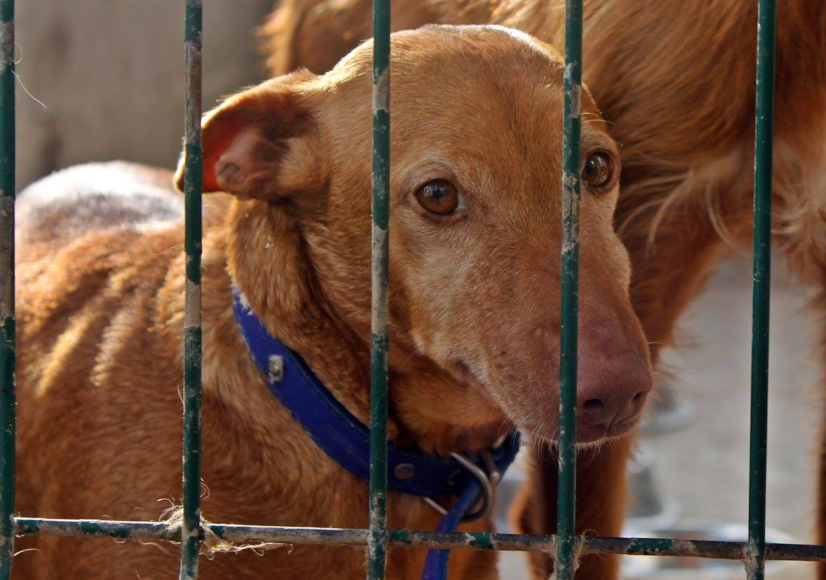 16797509_1475507092473066_4498584870959872099_o