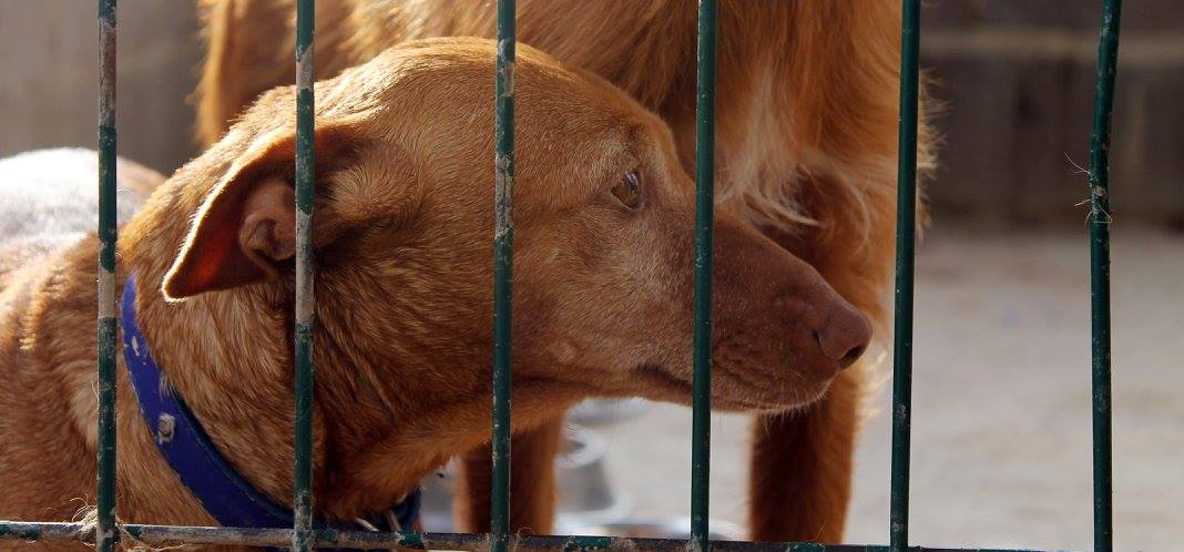 16804422_1475507079139734_1548848346534058813_o