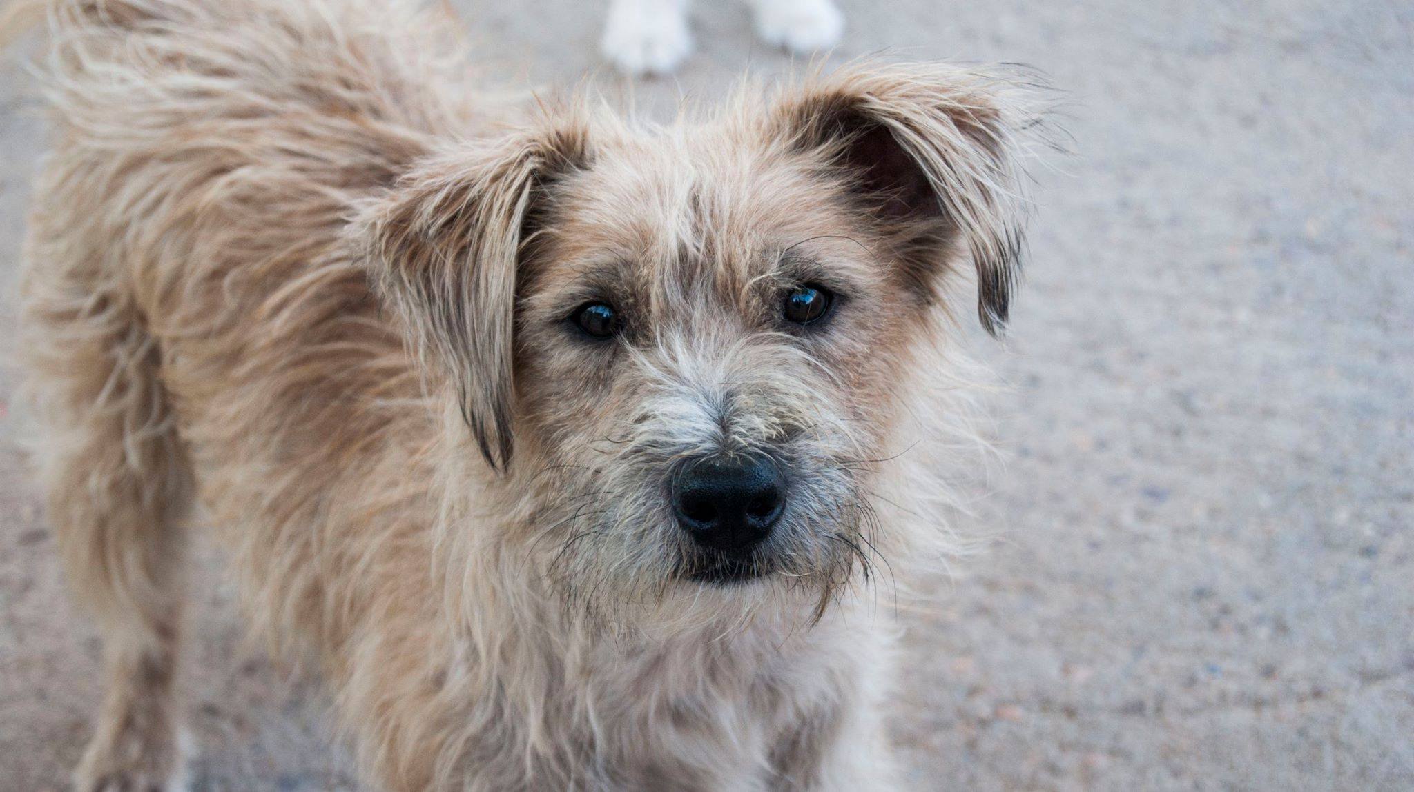 13908911_1283408301682947_452442132455178826_o