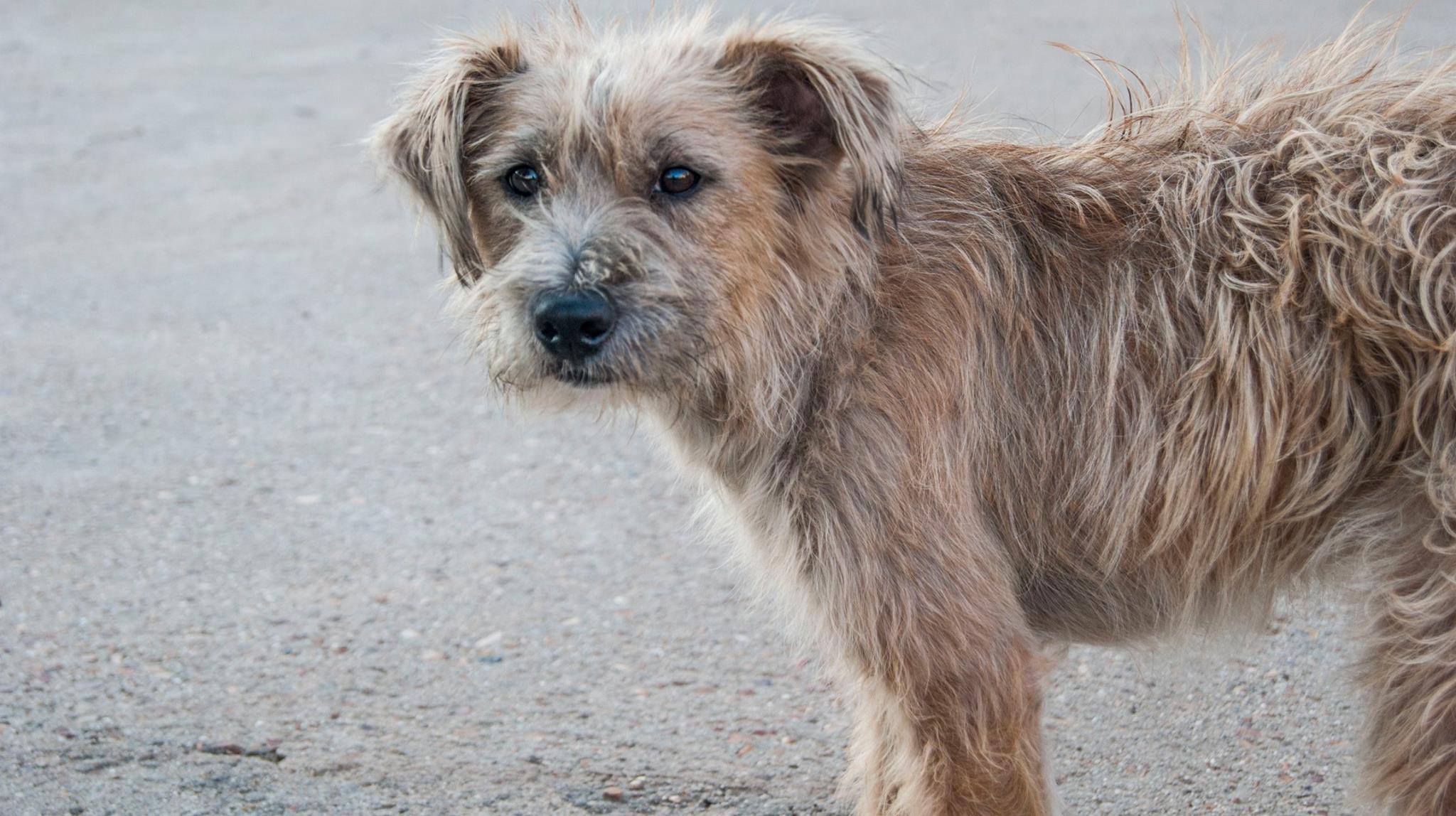 14053670_1283408261682951_654245387511224589_o