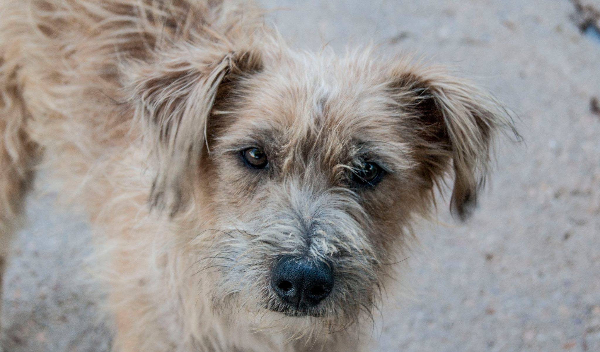 14107737_1283408288349615_3676758921004773443_o