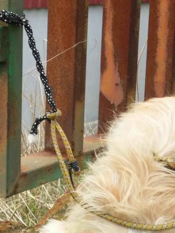 16266115_1453236924700083_1499335329536031386_n