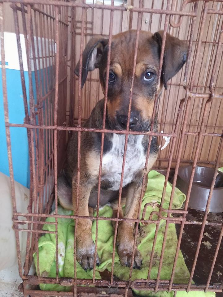 16298871_1456509701039472_9100838896286082097_n