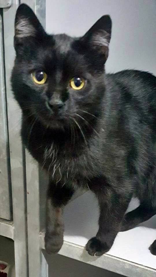 16299339_1456526924371083_8794201591755185247_n