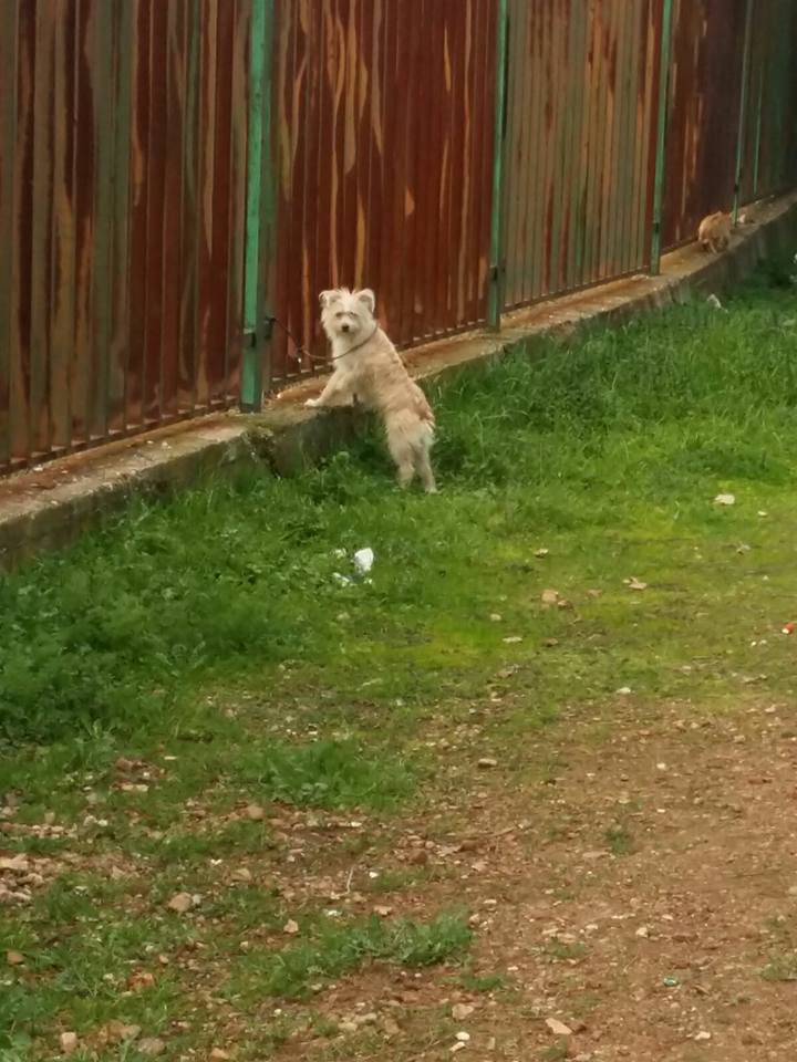 16386893_1453236928033416_1816894312152037585_n