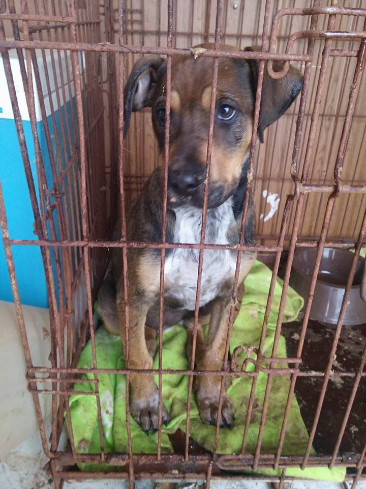 16387860_1456509694372806_9045814061208750882_n