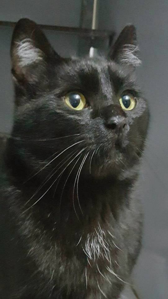 16388176_1456526927704416_4516480476511816567_n