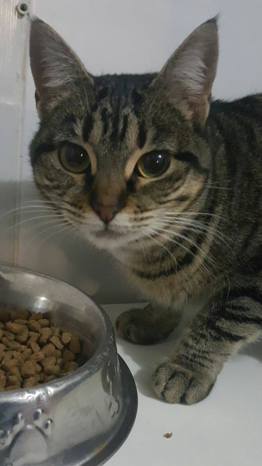 16402646_1452502738106835_5445459007937643561_o