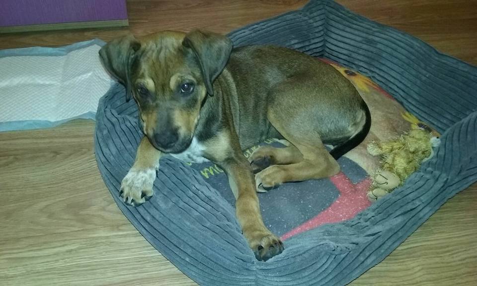 16406557_1459186254105150_4923483636468563247_n