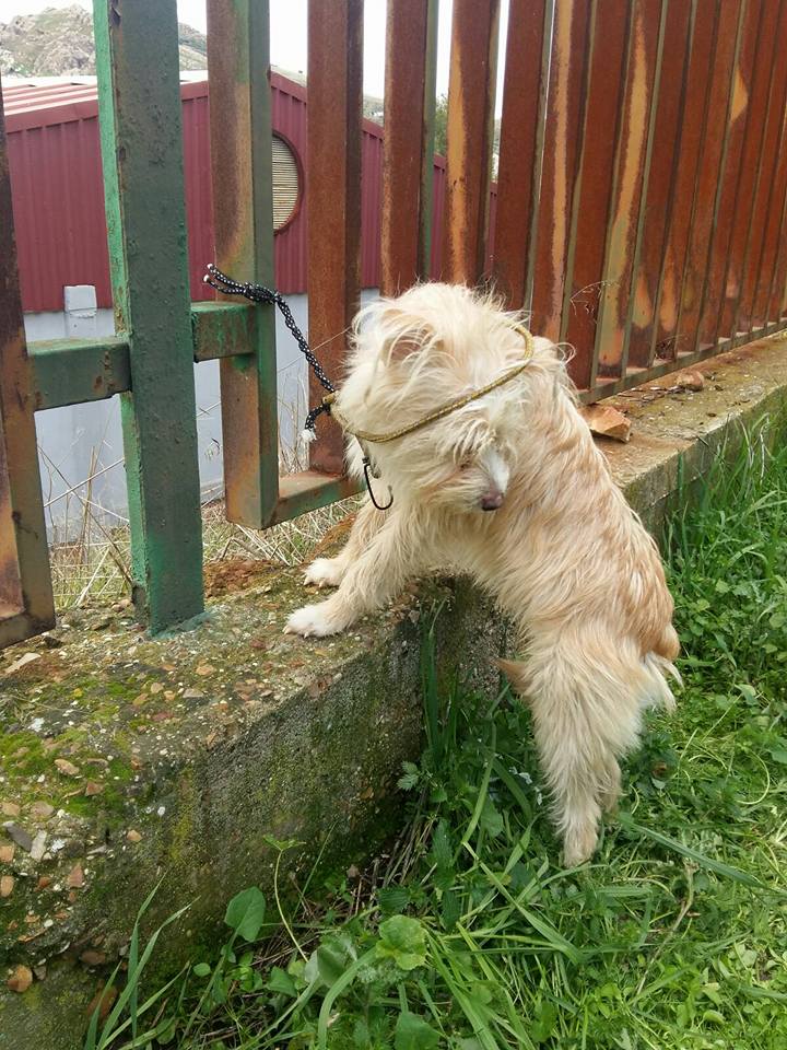 16472841_1453236998033409_8699972740896921777_n