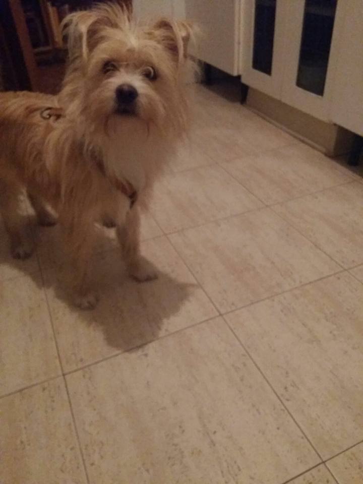 16472901_1453237004700075_1637016487626988057_n