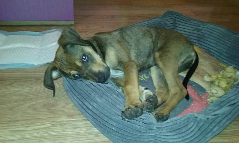 16473036_1459186174105158_8079073901145498178_n