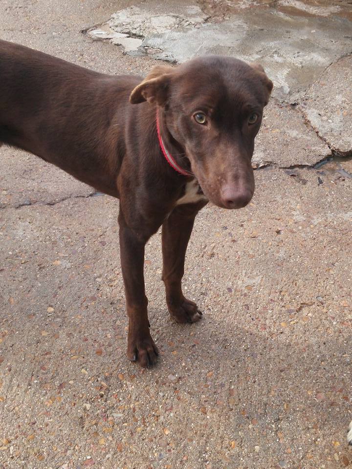 16473182_1456456371044805_7738320806315346686_n