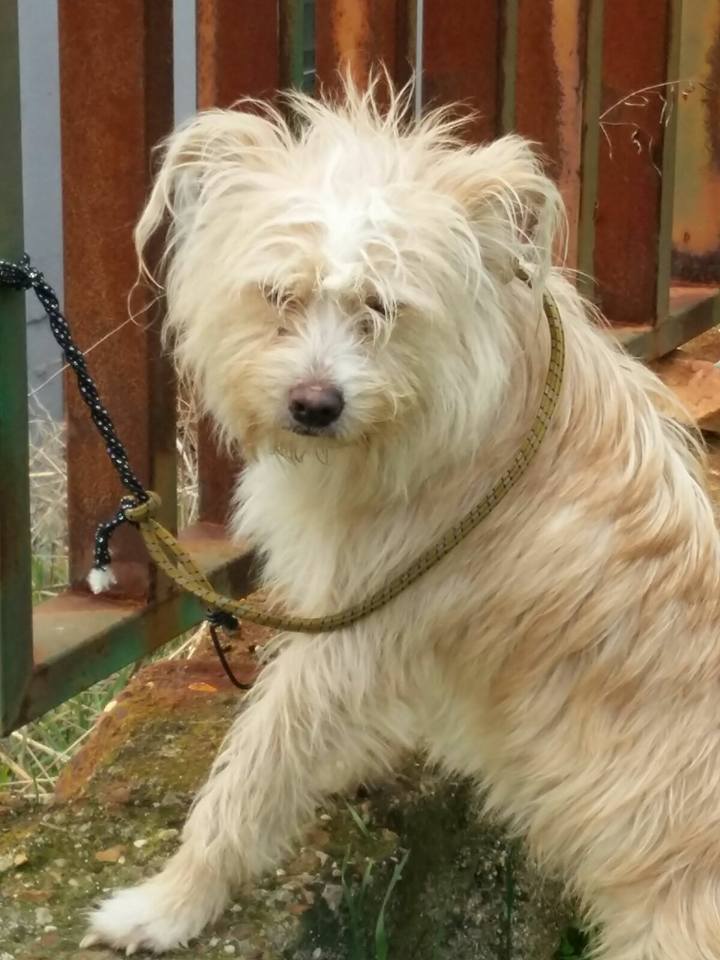 16473312_1453236918033417_8490265221680125723_n