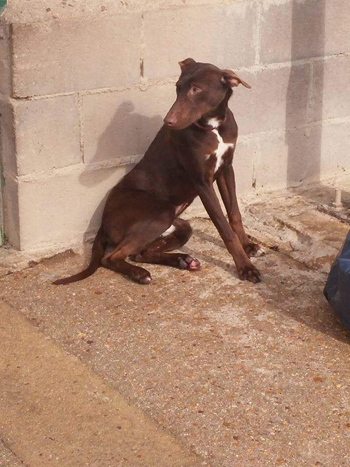 16508216_1456456334378142_1737696588358165458_n