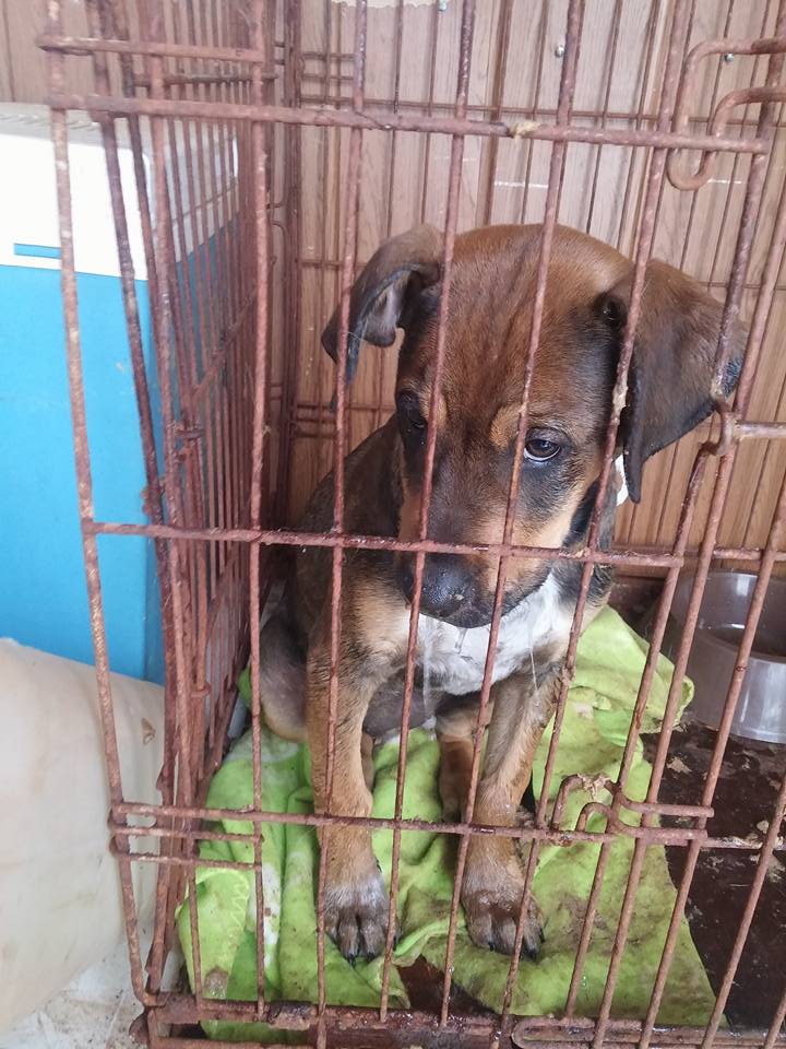 16508274_1456509681039474_6921815255607126445_n