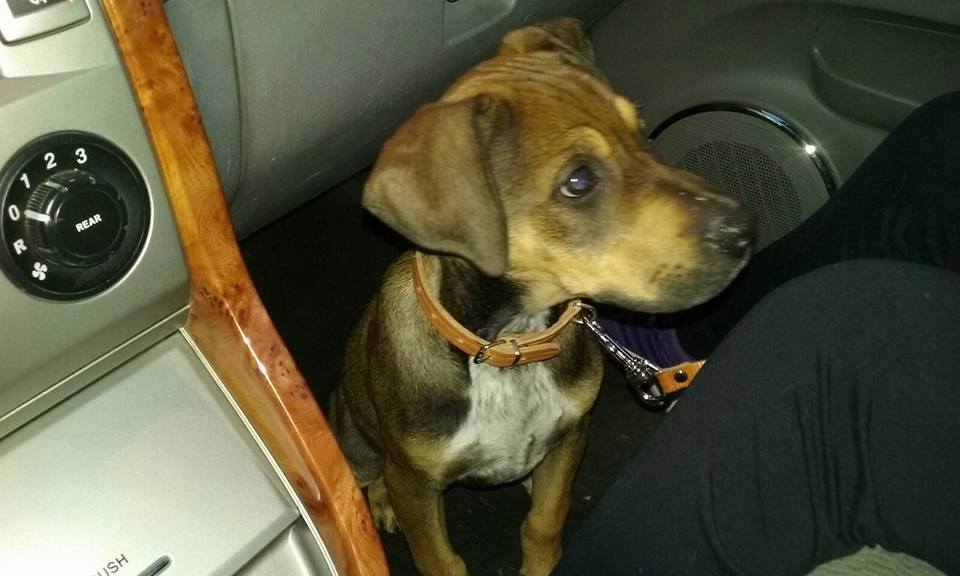 16602914_1459186167438492_6876110143101905622_n