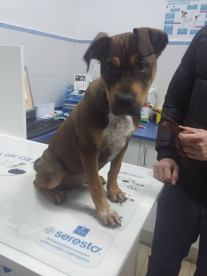 16712033_1466060620084380_1198797178073379916_n