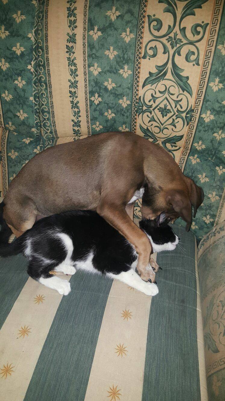 16722460_1470397056317403_687746230882166356_o