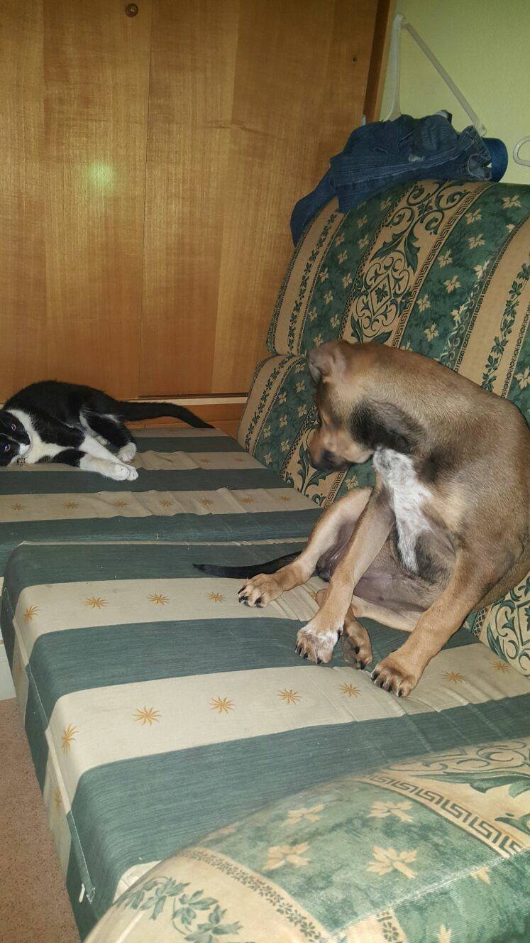 16797802_1470396989650743_6287821301065252965_o