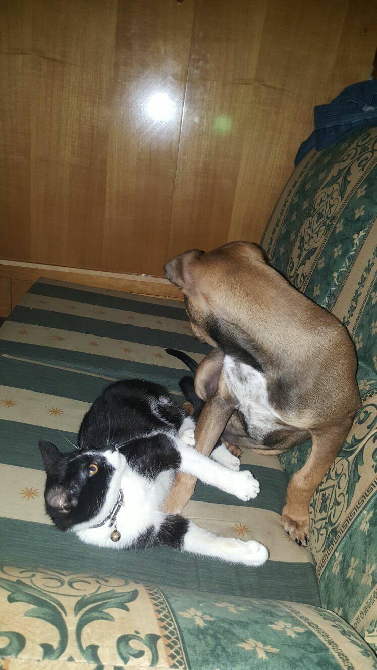 16826152_1470396936317415_2956130159087065179_o