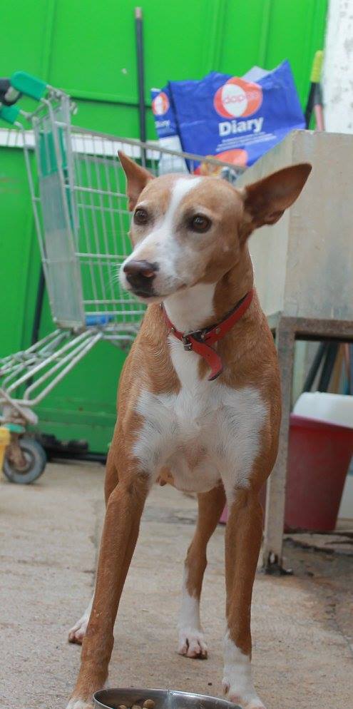 16836192_1475226985834410_3900828825057827030_o