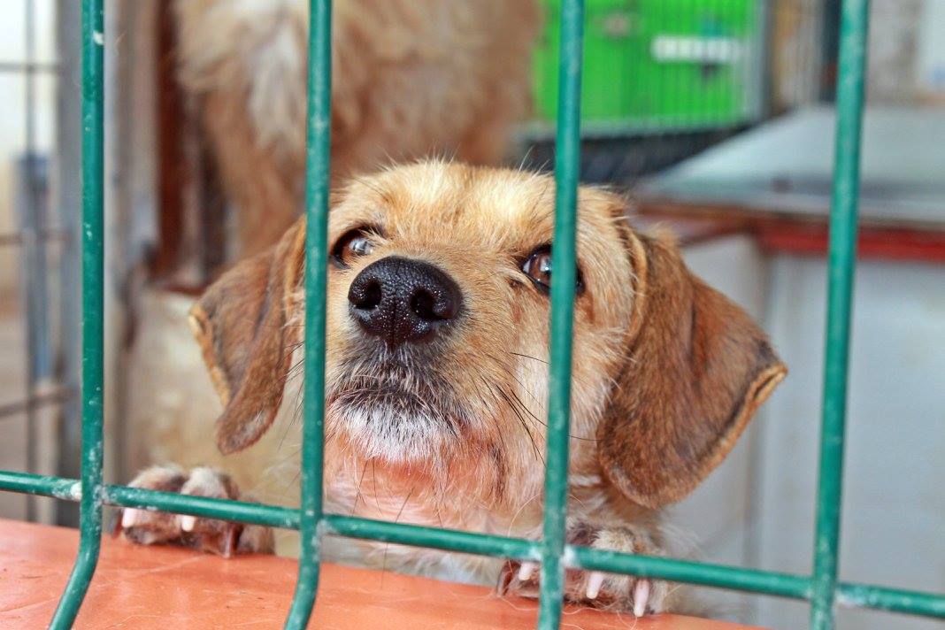 16991863_1484311878259254_8497280781168517339_o