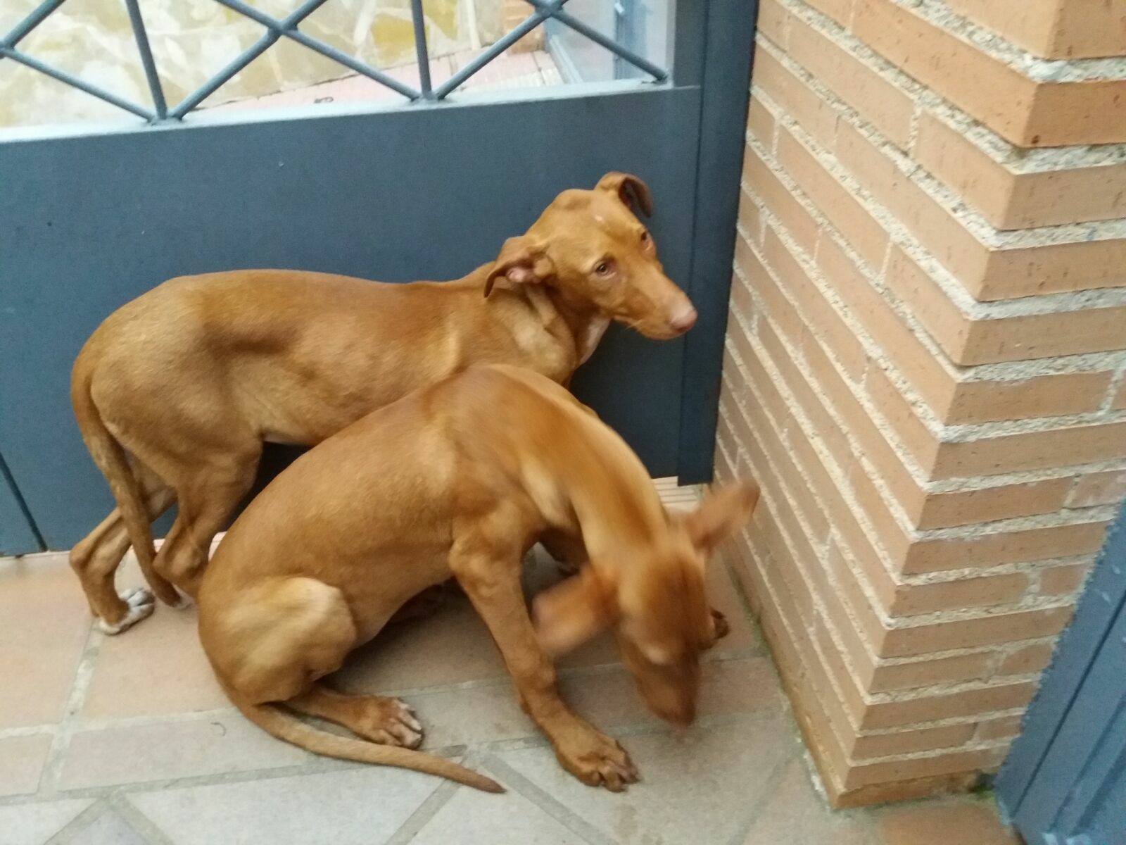 17159210_1487489511274824_7484727797362612738_o