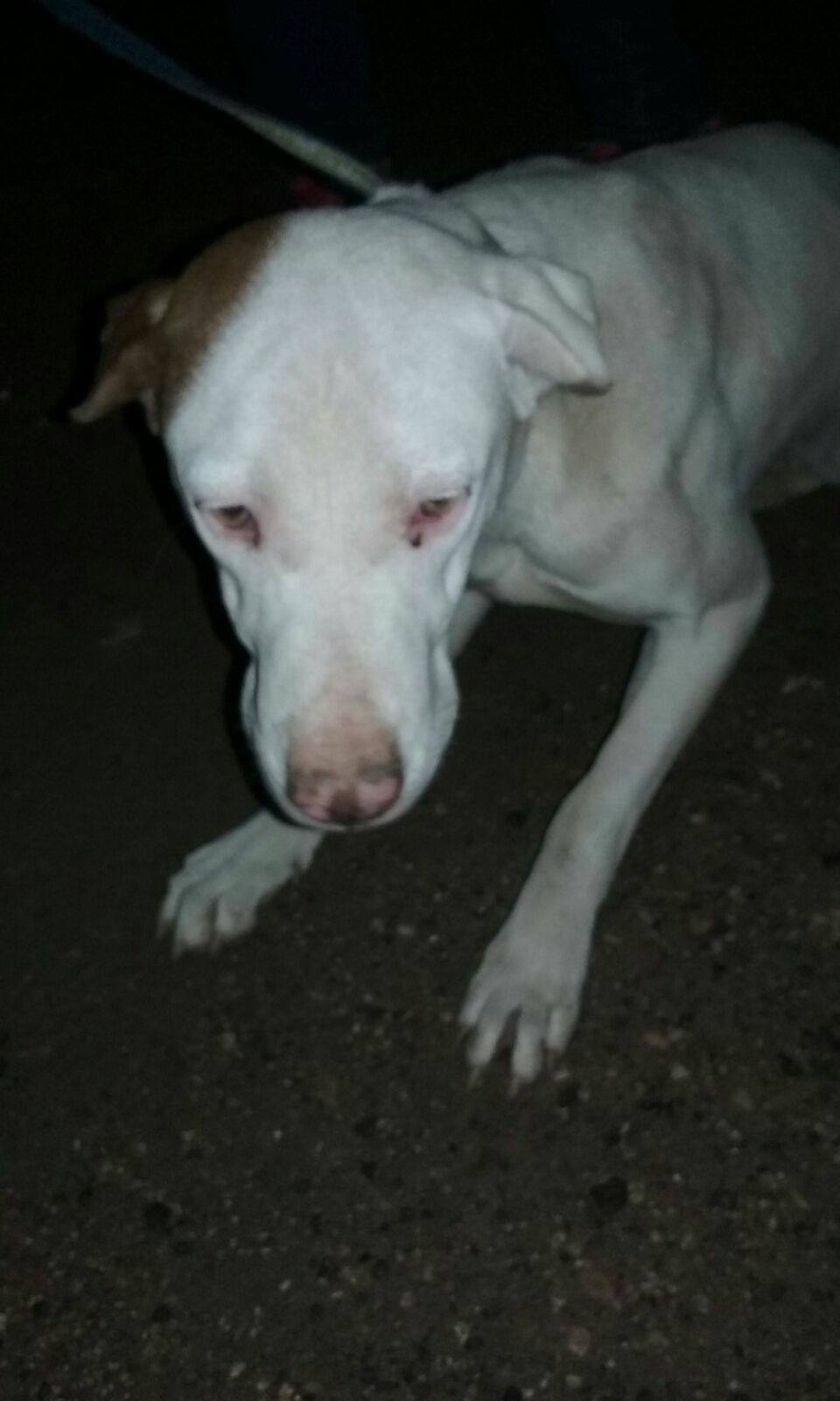 17436329_1507492462607862_2913921144874696489_o