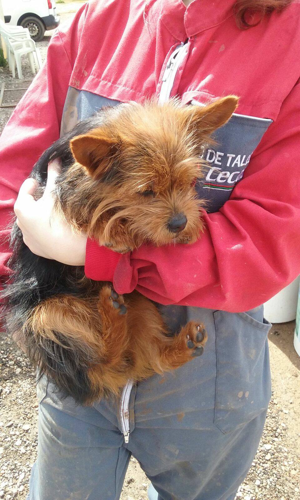 17492470_1509481892408919_4836107284153194392_o