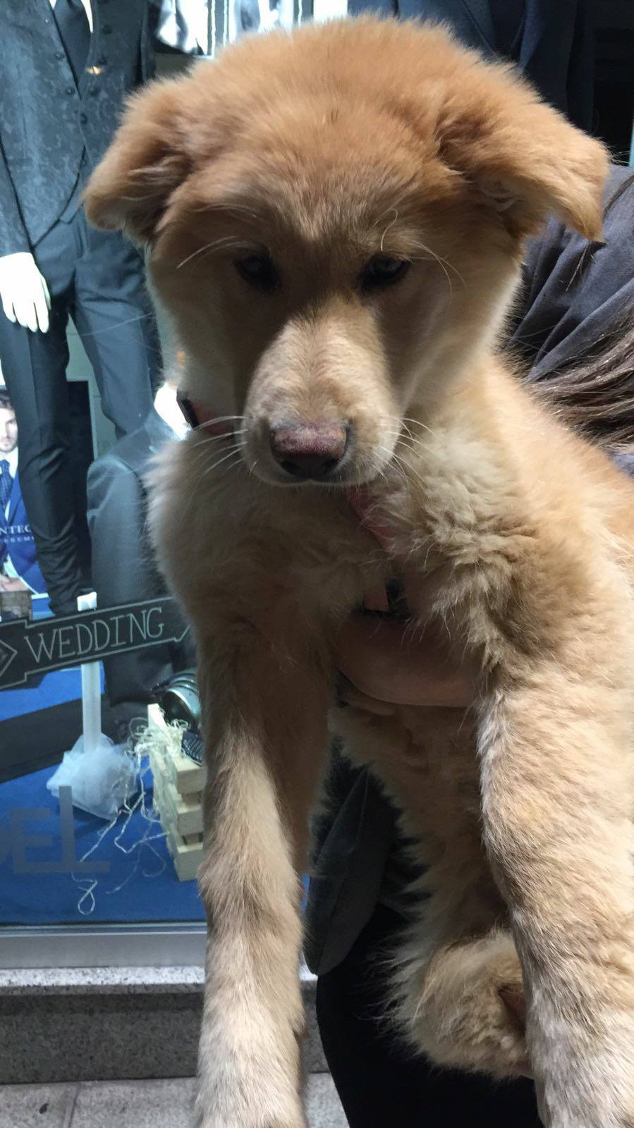 17492740_1513490328674742_4837014798874947538_o