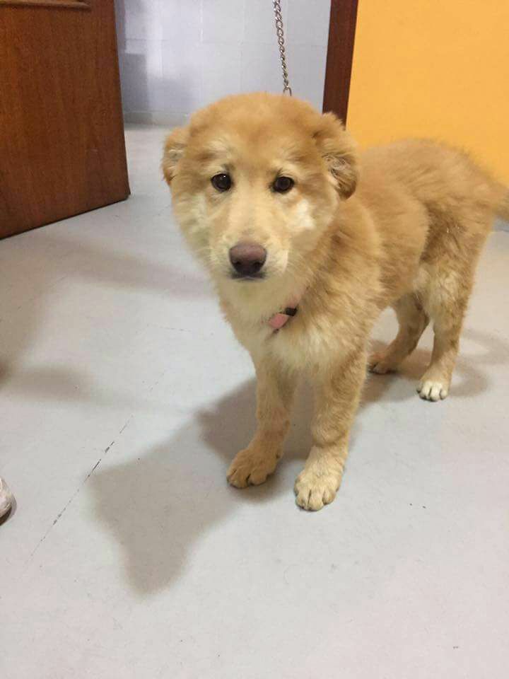 17634677_1607924919219536_5073043237074606159_n