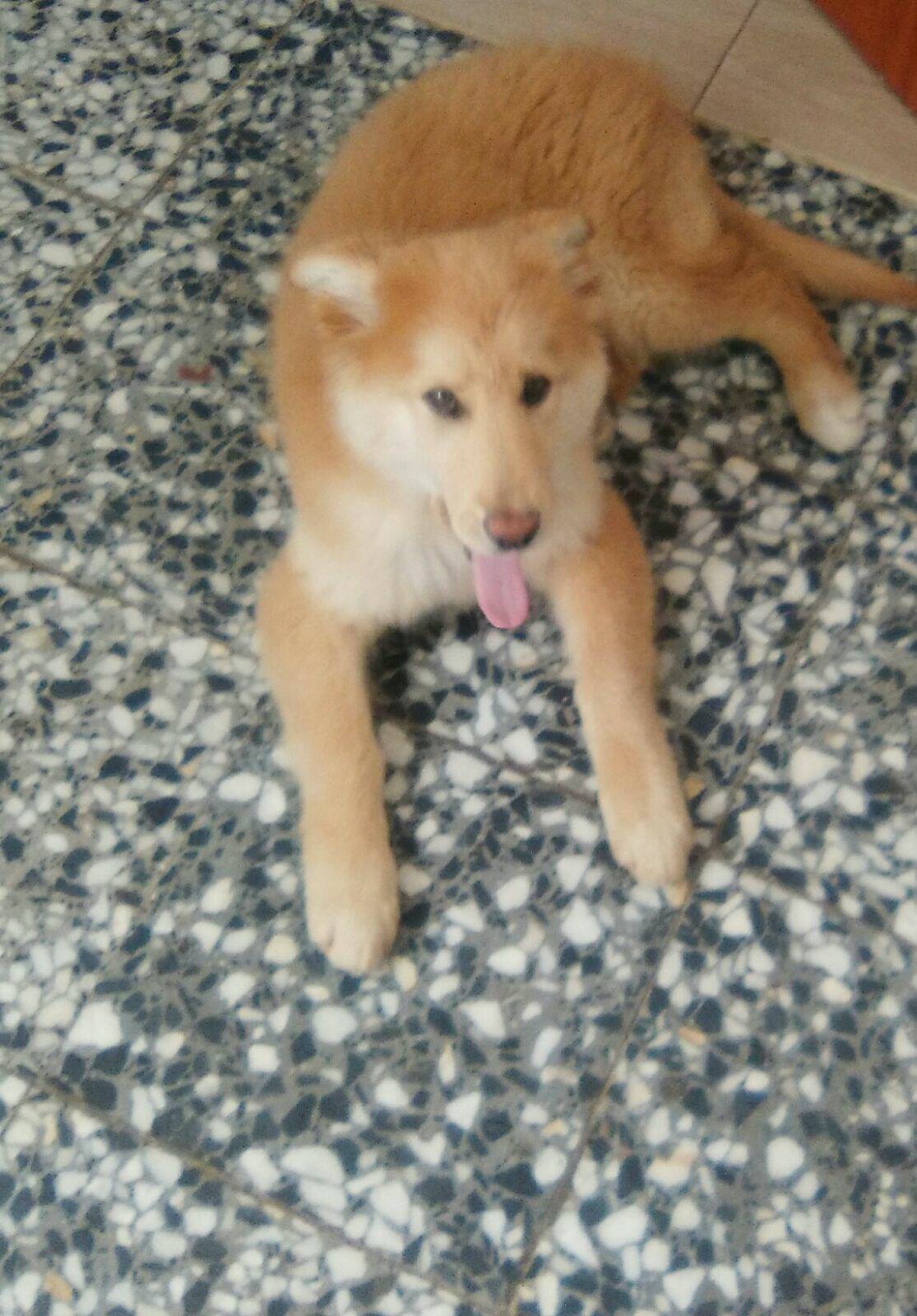 17761021_1525862564104185_159100103062545537_o