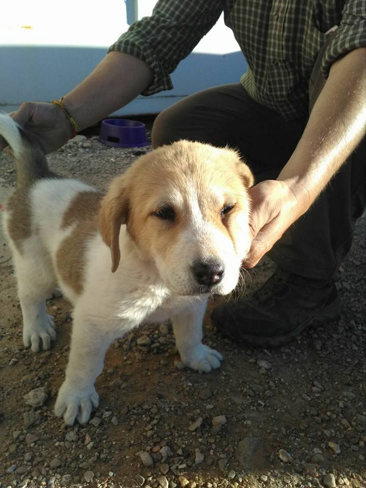 18486119_1573389599351481_2645038551497806498_n