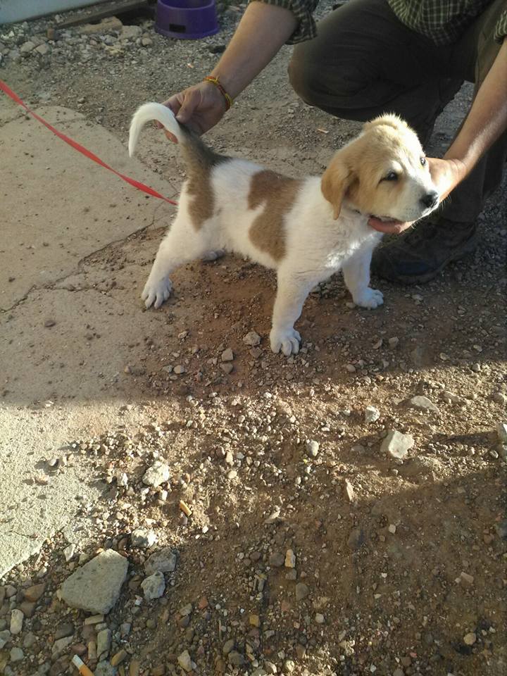 18582045_1573389586018149_3084151777738357951_n