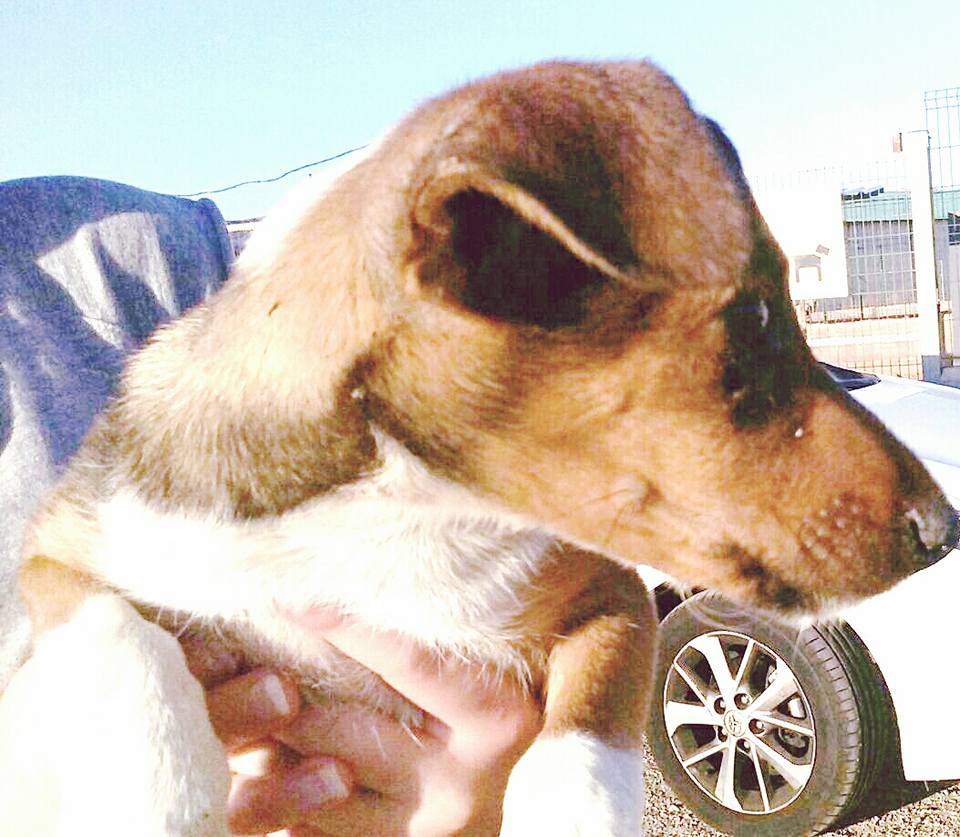 19959301_1635281986495575_7397673543055388563_n