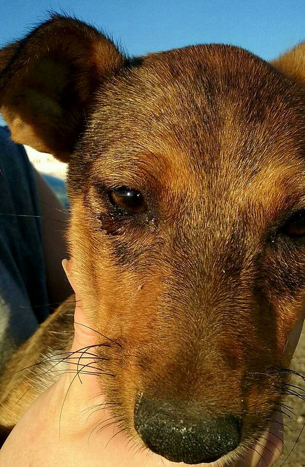 19990288_1635282023162238_8219329267093447162_n