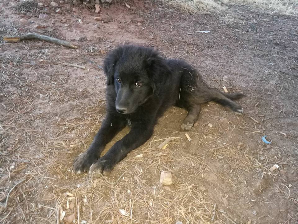 20031932_1637671122923328_8401014777261320758_n