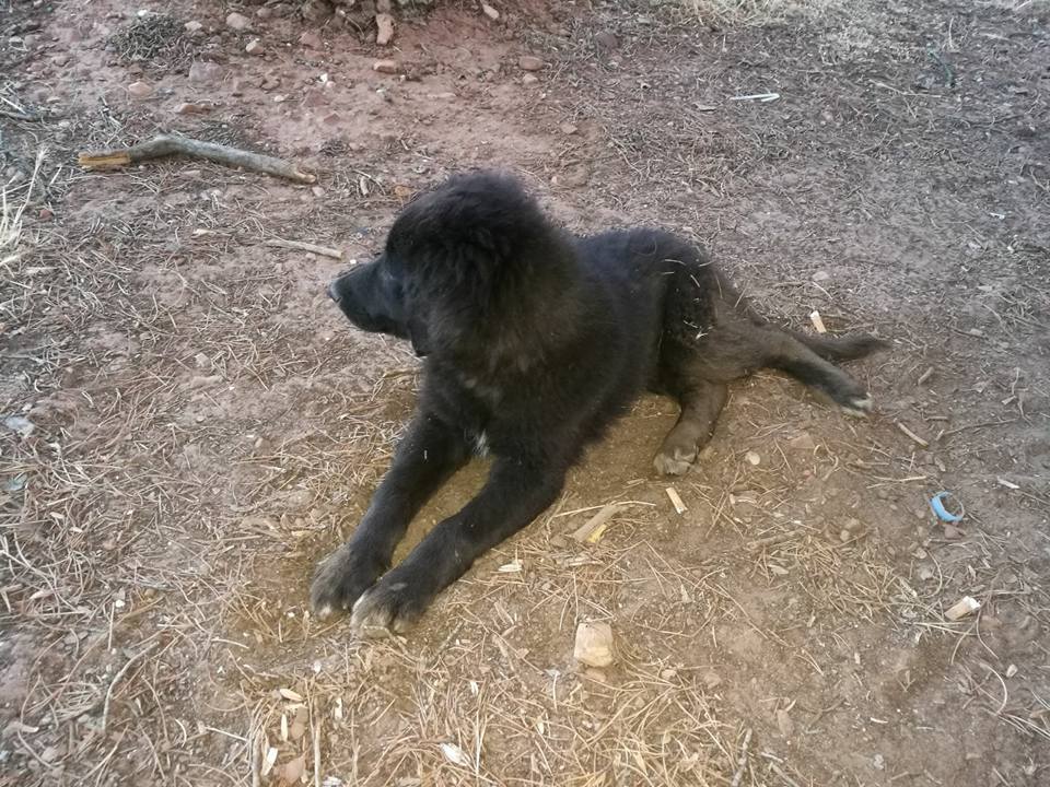 20046838_1637671022923338_5968373905285211144_n