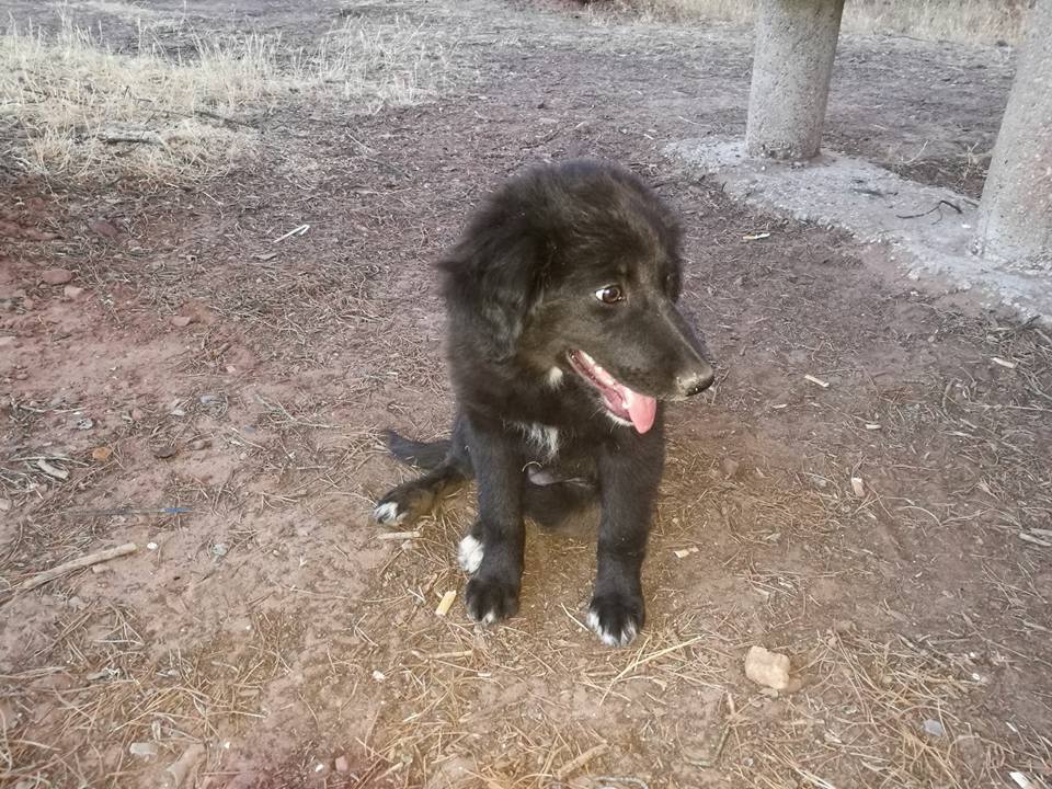 20106321_1637671082923332_8588235440670045996_n