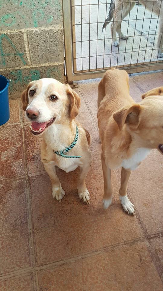 20294164_1649870478370059_5973233341616024950_n