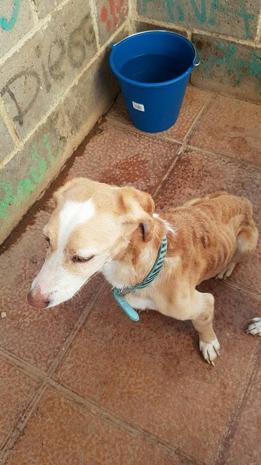 20374254_1649870518370055_3639546046322099957_n