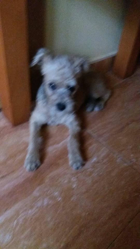 20375877_1648956648461442_8653701714154809126_n