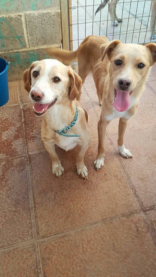 20376009_1649870701703370_6596951424410925453_n