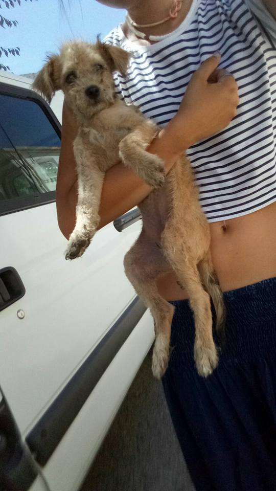 20429938_1648956758461431_4777114301615234989_n