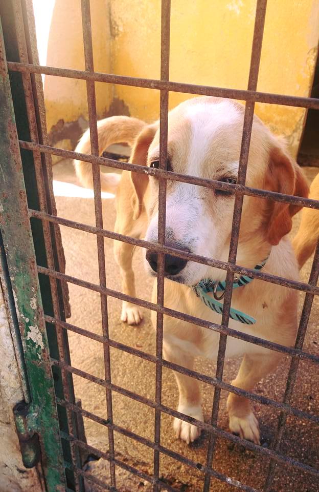 21687658_1700254219998351_5129783339400284983_n