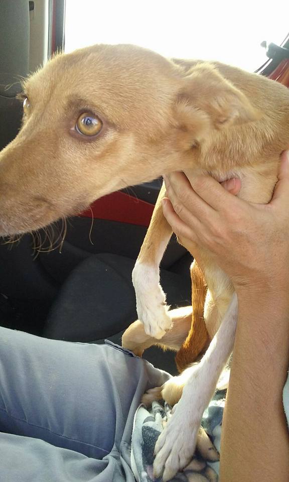 21762236_1702314676458972_8035018480791684562_n