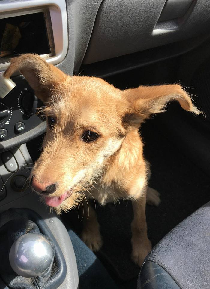 21767953_1704834279540345_6136880732503897048_n