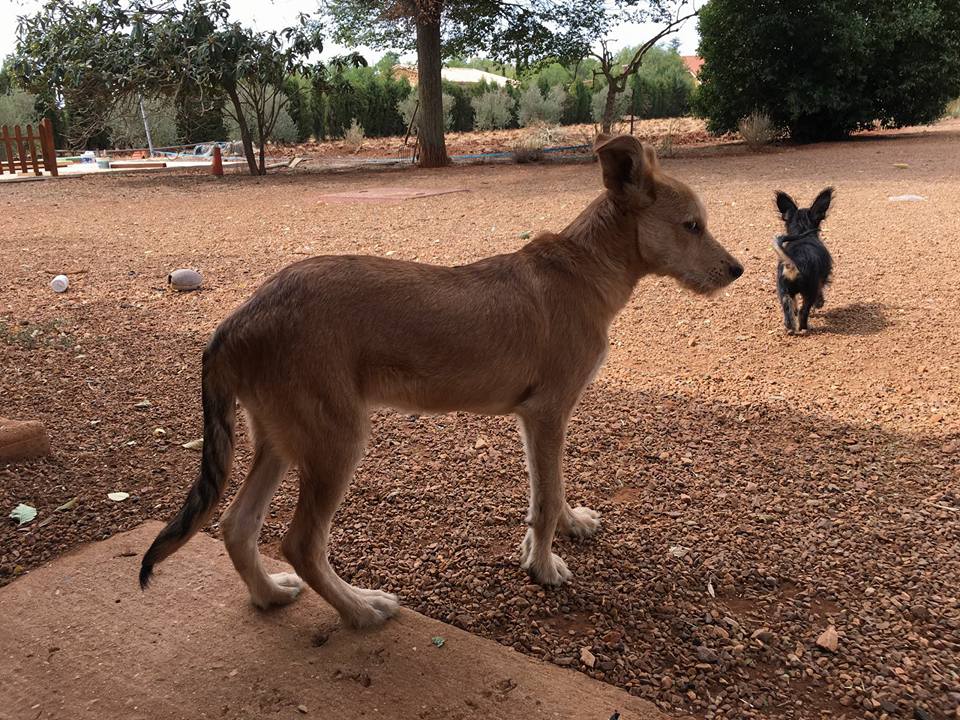 21768393_1704834396207000_2652773301478678736_n