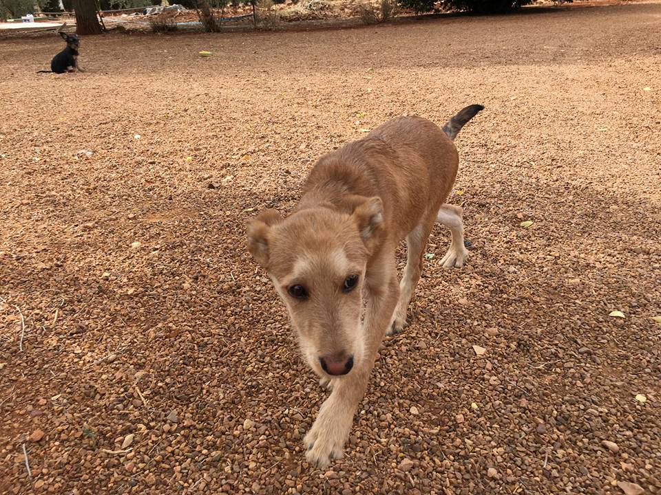 22045626_1704834436206996_512629310782390660_n